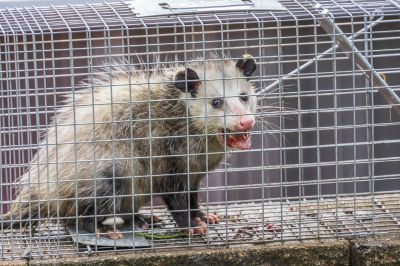 Local Opossum Removal pros at work