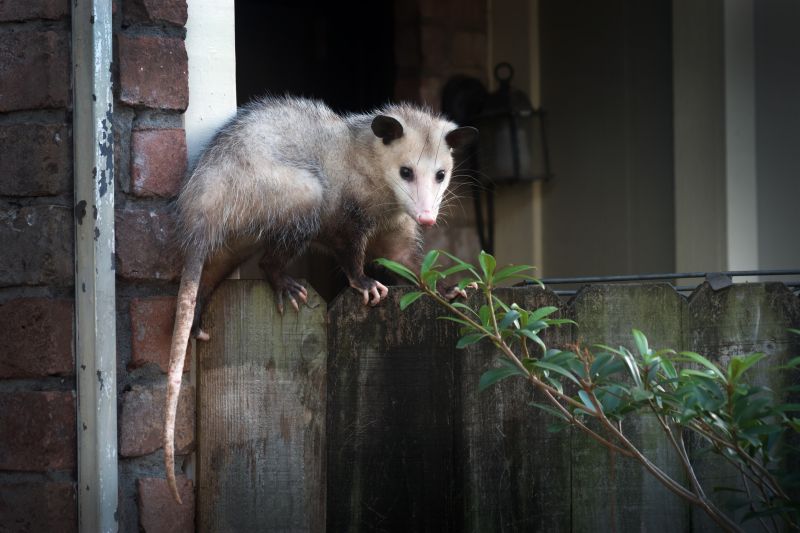 Contact About Opossum Removal