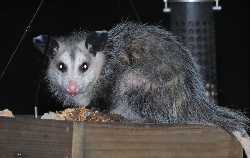 Opossum Removal