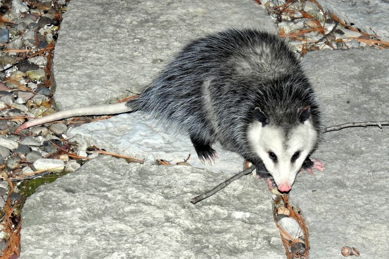 Opossum Removal detail