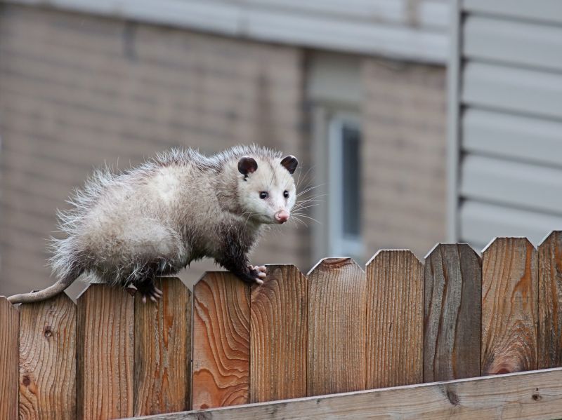 Opossum Removal detail
