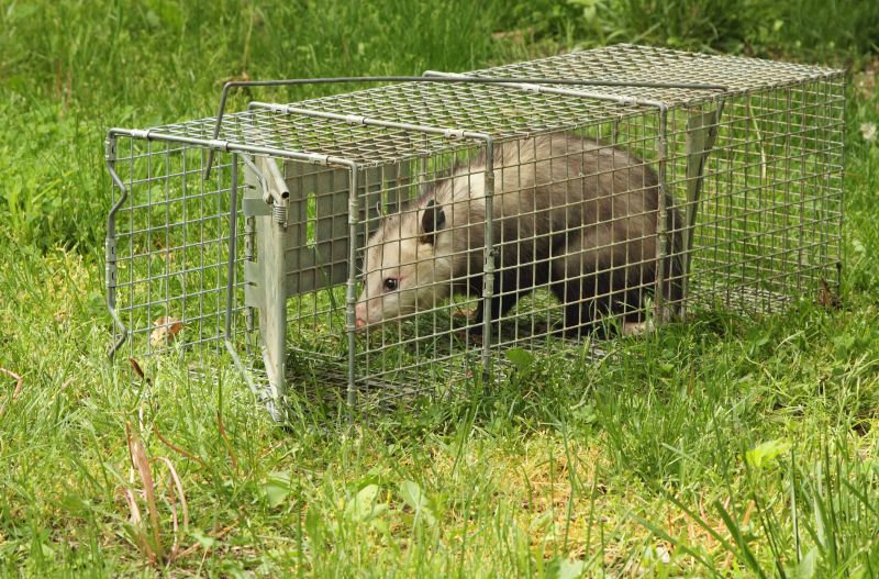 Remove Opossums In Crawl Spaces
