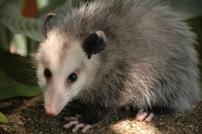 Remove Opossums In Crawl Spaces